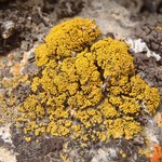 Candelariella spraguei