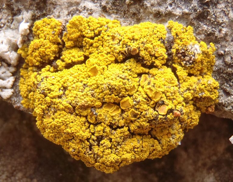 Candelariella spraguei