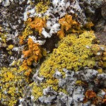 Candelariella spraguei