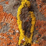 Candelariella spraguei