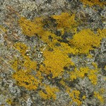Candelariella vitellina