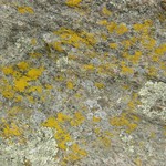 Candelariella vitellina