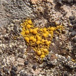 Candelariella vitellina