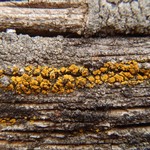 Candelariella vitellina