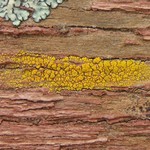 Candelariella vitellina
