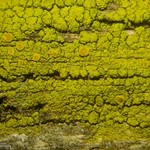 Candelariella xanthostigma