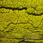 Candelariella xanthostigma