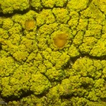 Candelariella xanthostigma