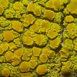 Candelariella xanthostigma