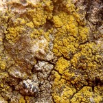 Candelariella xanthostigma