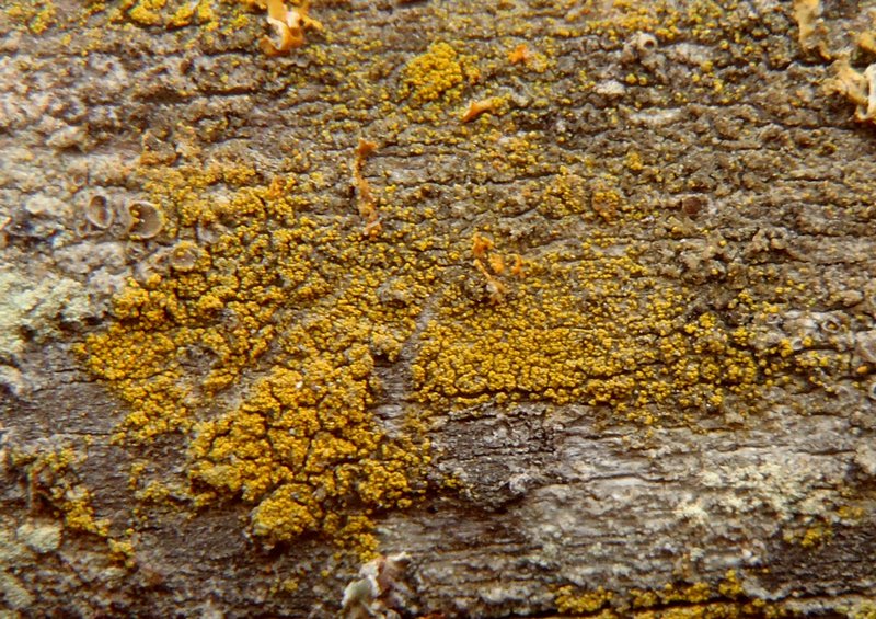 Candelariella xanthostigma