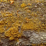 Candelariella xanthostigma