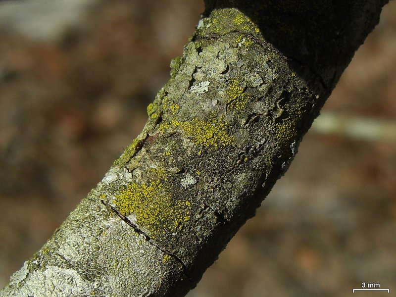 Candelariella xanthostigmoides