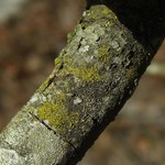 Candelariella xanthostigmoides