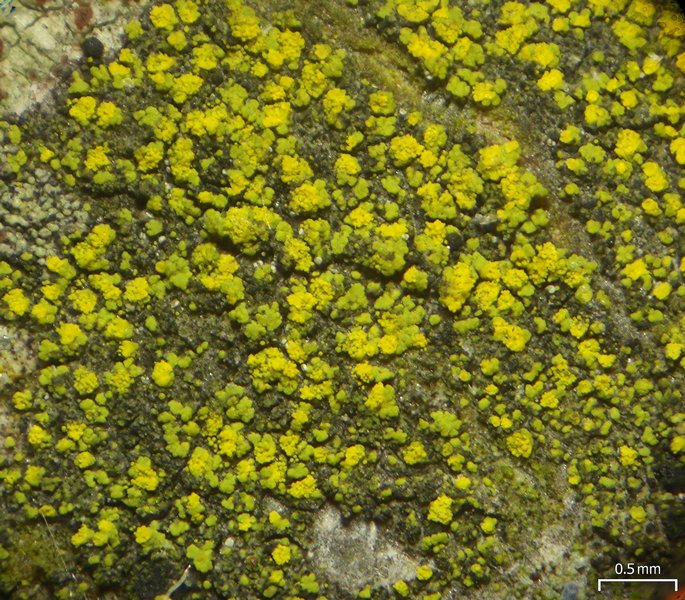 Candelariella xanthostigmoides