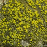Candelariella xanthostigmoides