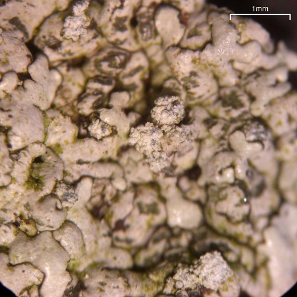 Canoparmelia alabamensis