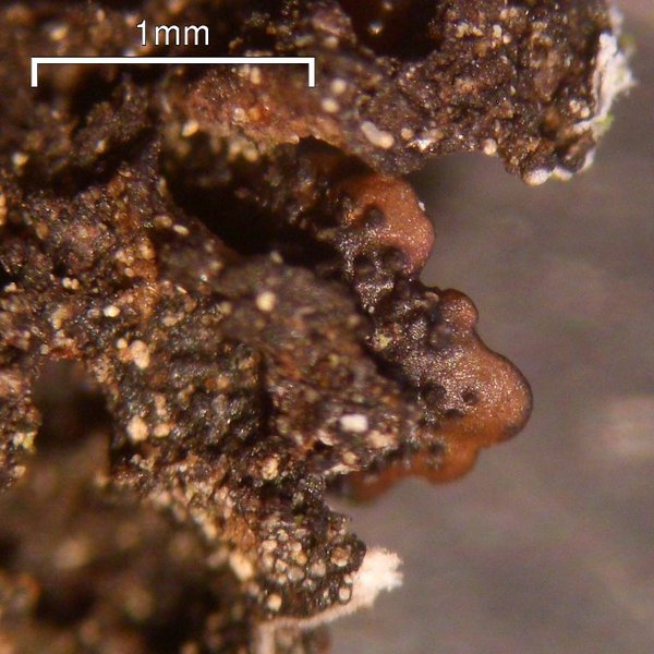Canoparmelia alabamensis