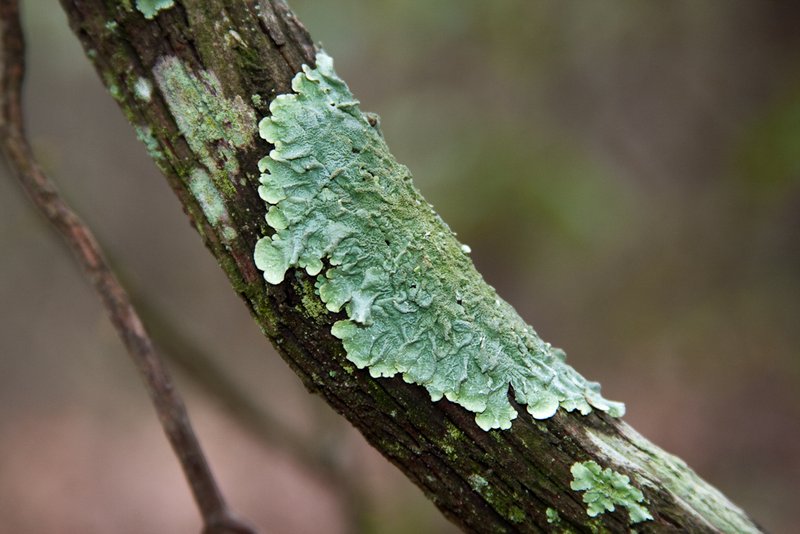 Canoparmelia caroliniana