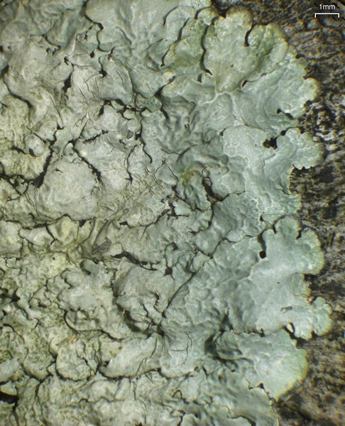 Crespoa crozalsiana