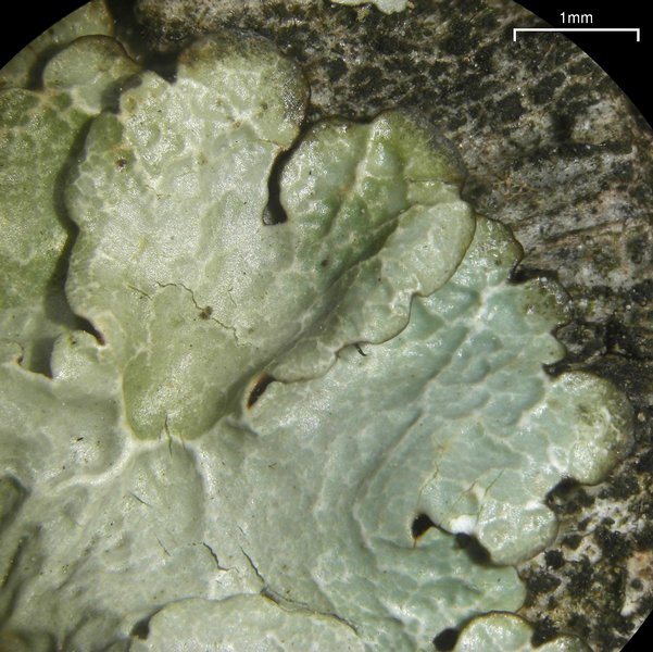 Crespoa crozalsiana