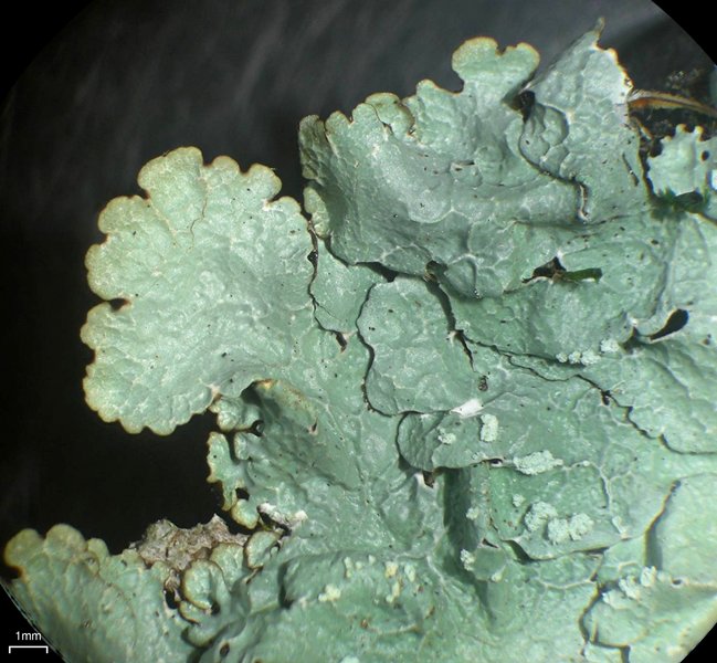 Crespoa crozalsiana