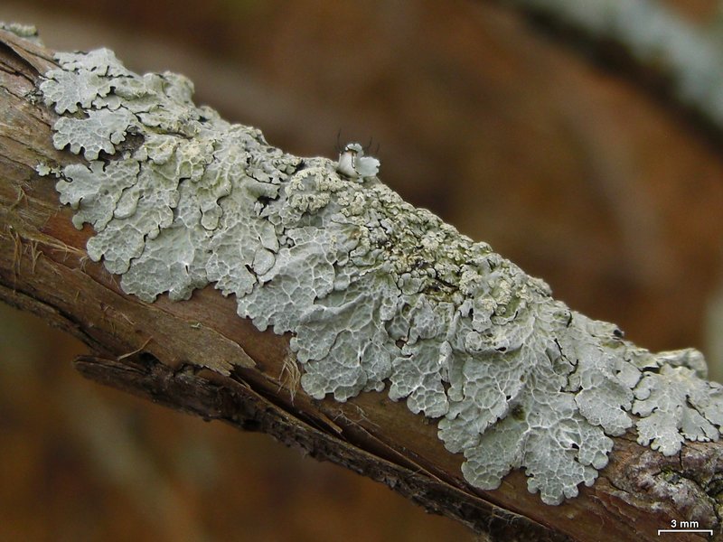 Crespoa crozalsiana