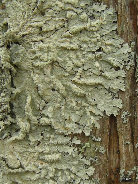 Crespoa crozalsiana