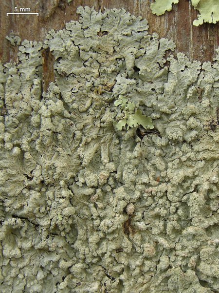 Crespoa crozalsiana