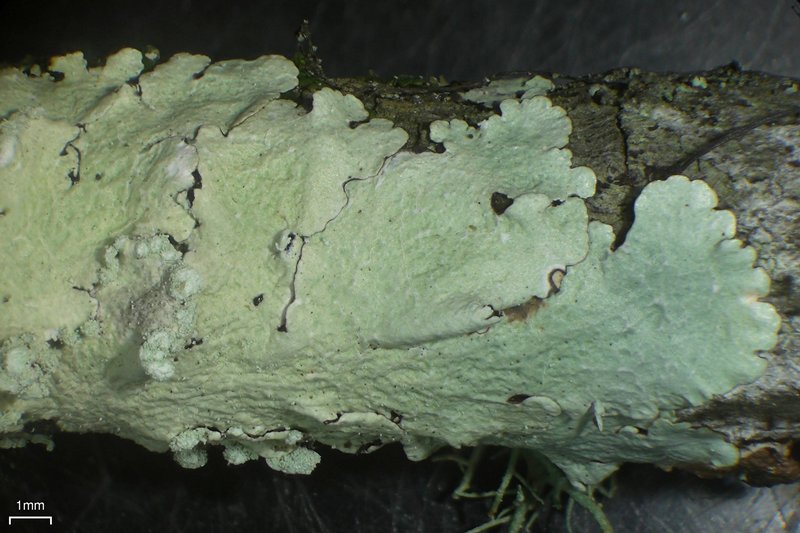 Canoparmelia cryptochlorophaea