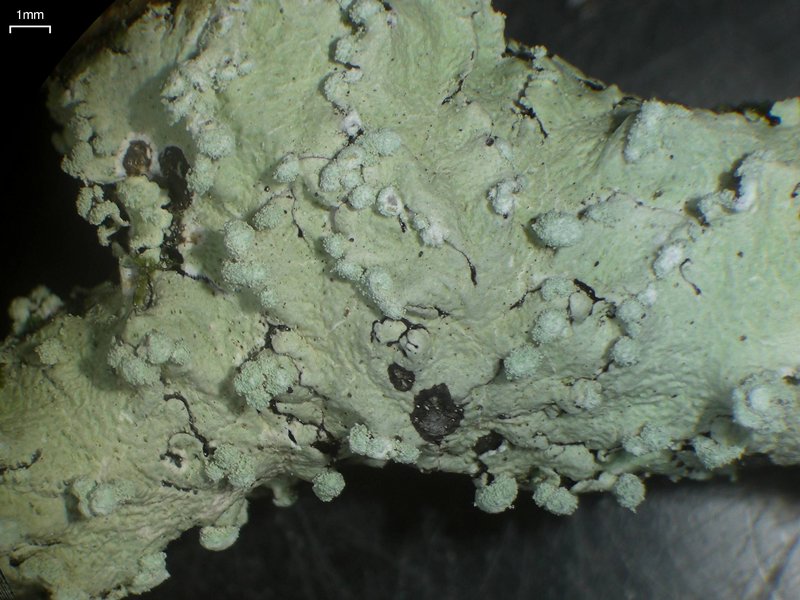 Canoparmelia cryptochlorophaea