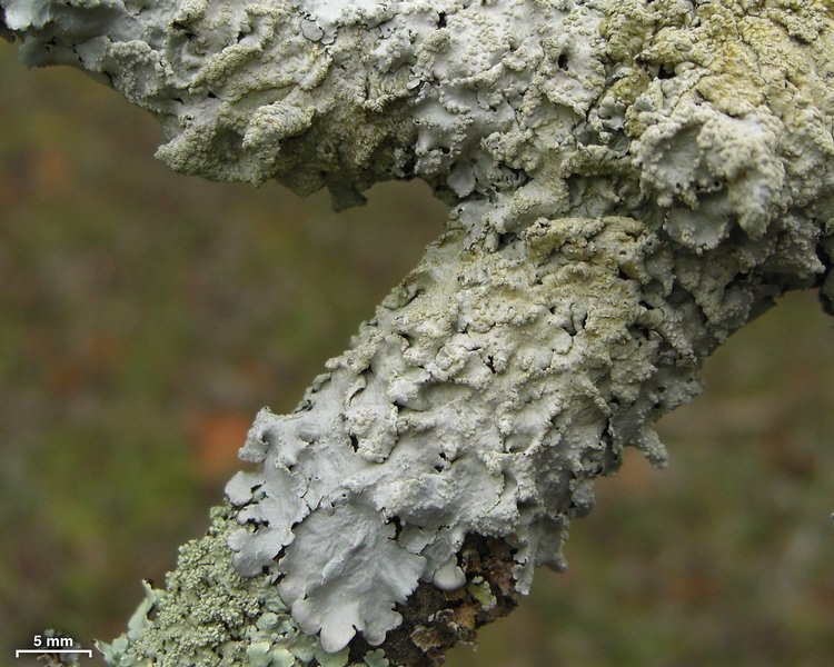 Canoparmelia texana