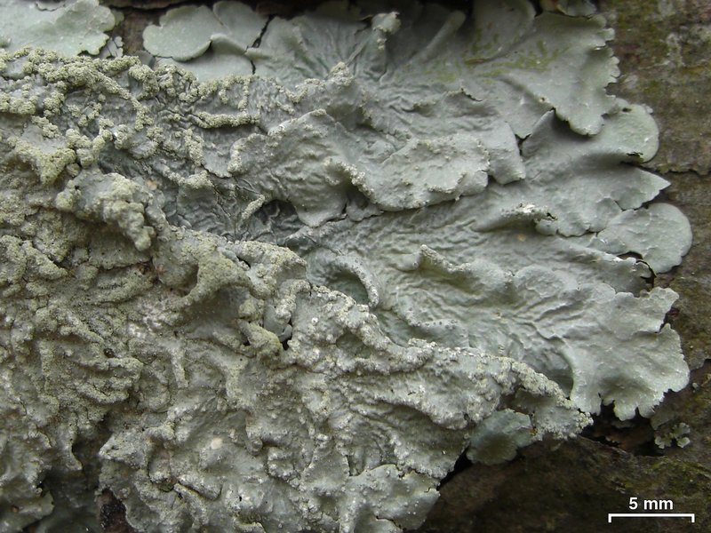 Canoparmelia texana