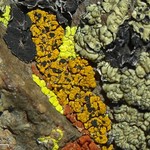 Carbonea vitellinaria