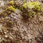 Catapyrenium daedaleum