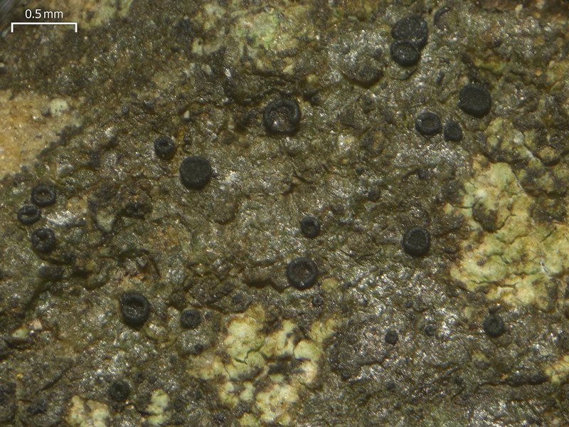 Catillaria chalybeia