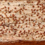 Catillaria erysiboides