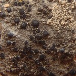 Catillaria nigroclavata