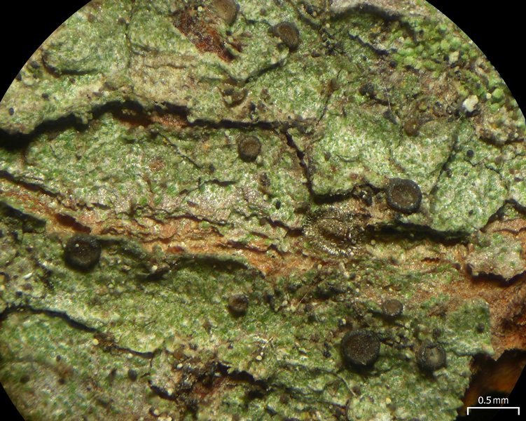 Catinaria atropurpurea