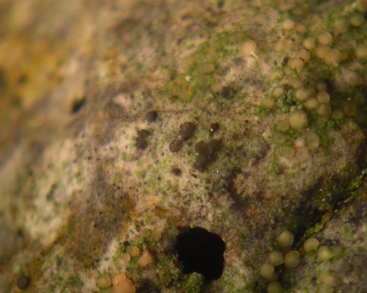 Catinaria atropurpurea