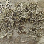 Cavernularia hultenii