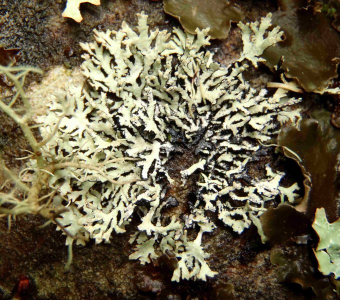 Cavernularia hultenii