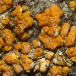 Cercidospora caudata