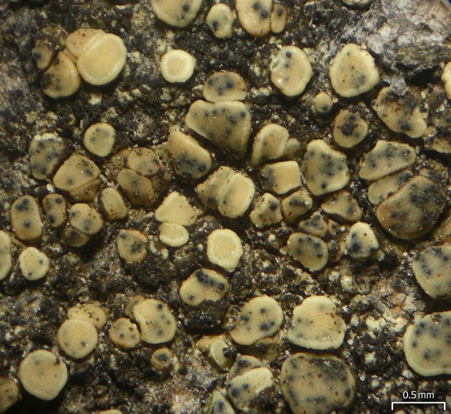 Cercidospora epipolytropa