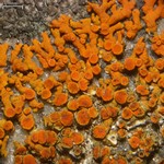 Cercidospora xanthoriae