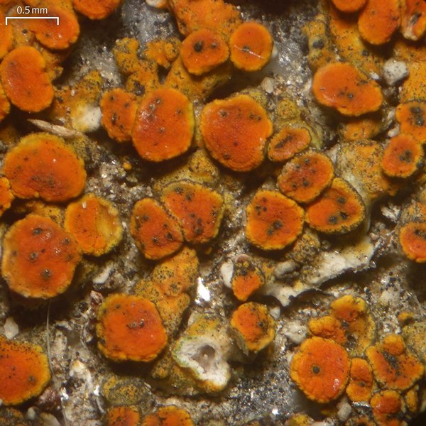 Cercidospora xanthoriae