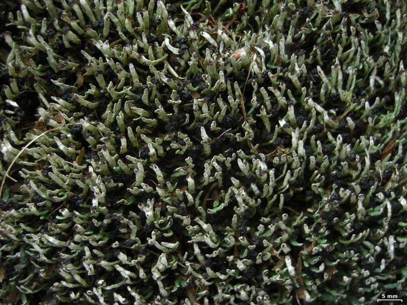 Cetradonia linearis