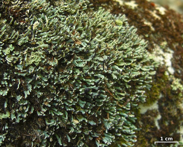 Cetradonia linearis