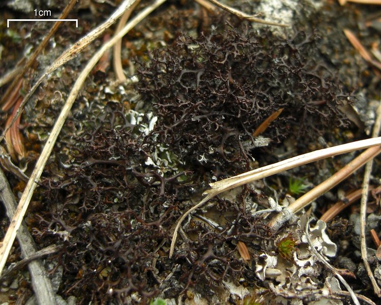Coelocaulon aculeatum