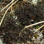 Coelocaulon aculeatum
